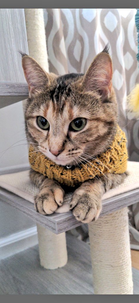 natalie_n28's tweet photo. I had a dream (correction: nightmare) that in order to spite me someone cut off Bea's lil ear tufts 😭 https://t.co/SqweR1wIF7