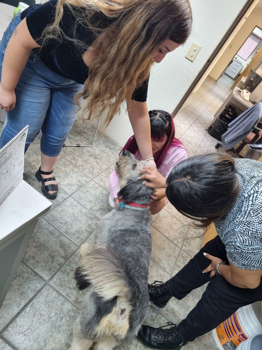 Krlagx's tweet photo. No me quedó de otra (por una urgencia) tuve que llevar a mi doggy a la oficina y pues, me parece, que se convirtió en el #empleadodelmes 😌😌😌
🐶🐾 https://t.co/a5HvOYqHR9