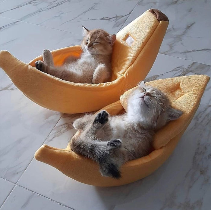 TweetsOfCats's tweet photo. https://t.co/aW04yCccfx