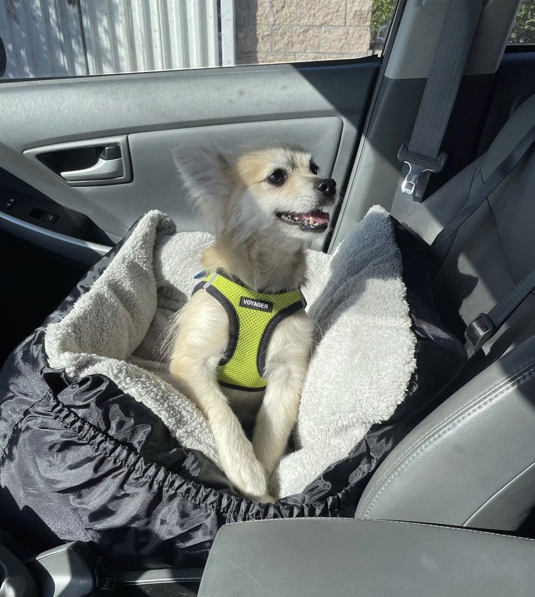 ocpomrescue's tweet photo. Tucson, Pomeranian (5 y/o) • “She rides well in the car, walks on a leash, and enjoys sleeping in a doggy bed or open crate at night.”
•
•
•
•
#AdoptDontShop #RescueDogs #pomeranian #dogs #Dogsoftwitter #DogsOnTwitter #boopmynose #abc7eyewitness #VIPfurbabies https://t.co/aa29Z5jxqh