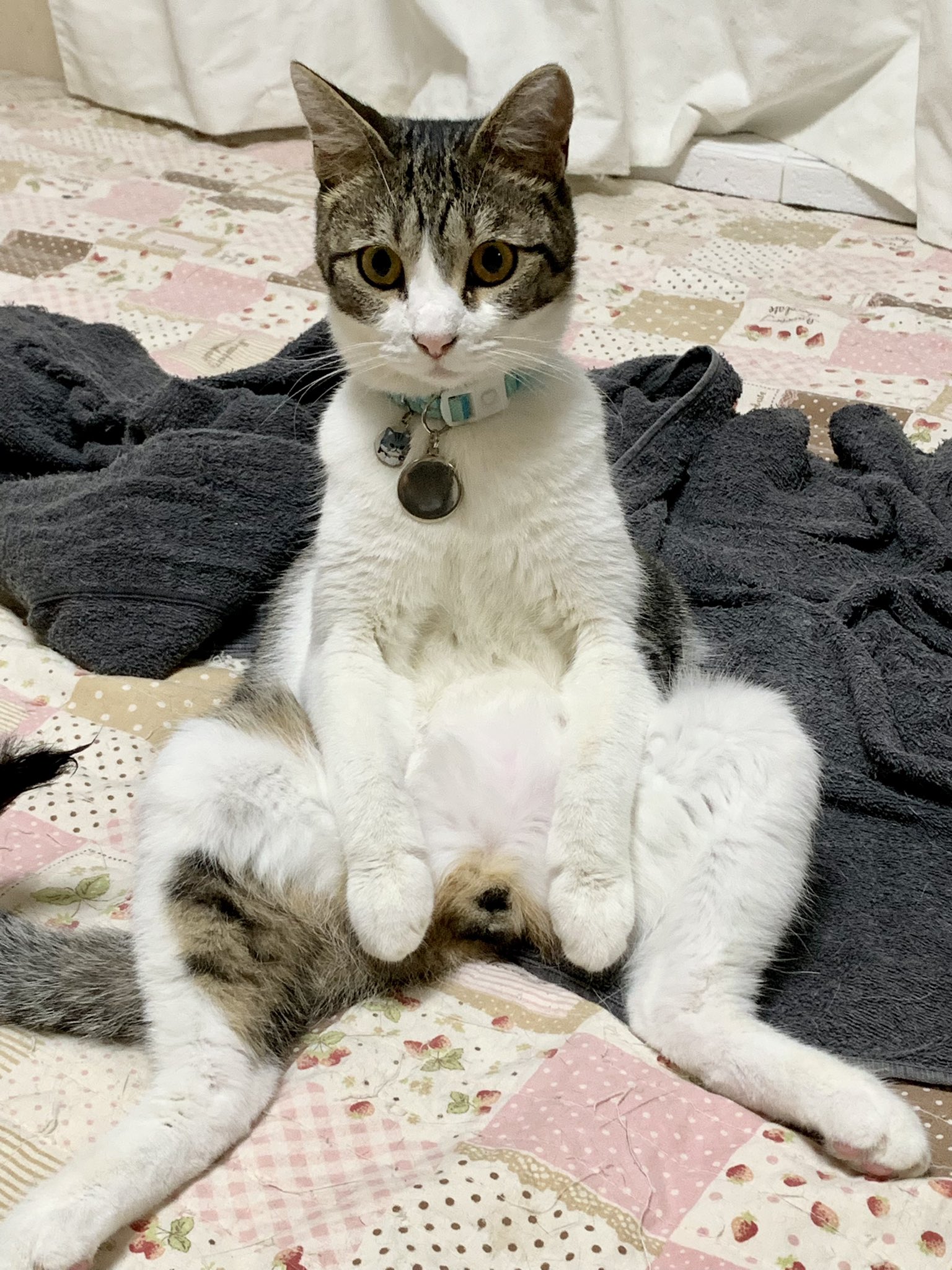 琥珀ベイビー 今日もお座りシブキッコス 猫写真 猫 保護猫 猫がいる暮らし T Co Nbi1nhsvai Twitter