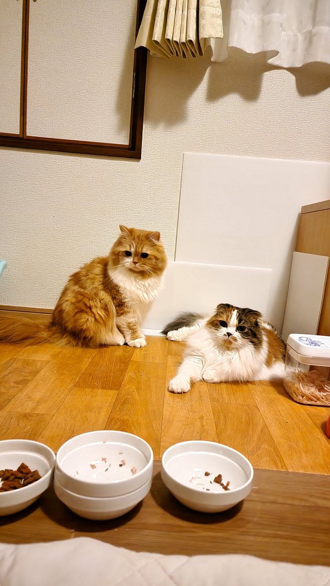 ネコあるあるよね…
気づいたらティッシュの海😰
そして満足気な保護猫くぅちゃん😅