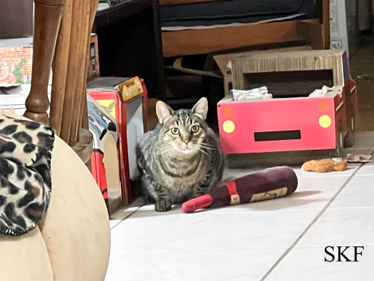 SkittlesFriends's tweet photo. Lone Wolf: Uh-Oh I may have been caught getting into the Catnip Wine
๐ฑ๐ฟ๐ท before I start my #FridayEvening Catico #HedgeWatch Patrols ๐ฎโโ๏ธ๐ณ๐ก
Guilty Earz* ๐
#CatsOfTwitter
#Tabby
#GuiltyCat https://t.co/Yjr4OwhmZu