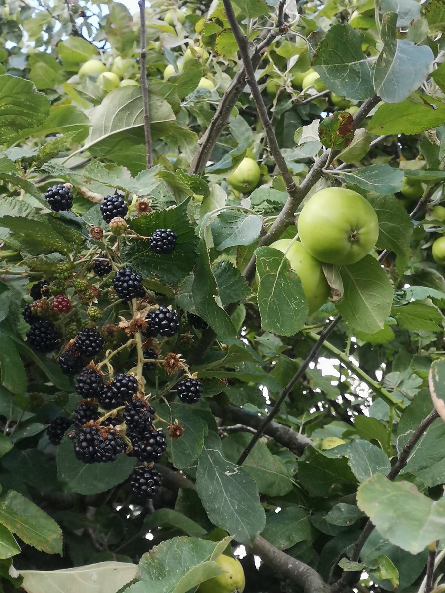 Riverdaleorganicfarm (@riverdaleorgfm) on Twitter photo Apple and blackberry. Nature has put together a classic combination, we are bringing both to <a href="/partridgesfoods/">Archived | Partridges Market</a> <a href="/DOYSQ/">Duke of York Square</a> today, dont be late Apple and blackberry. Nature has put together a classic combination, we are bringing both to <a href="/partridgesfoods/">Archived | Partridges Market</a> <a href="/DOYSQ/">Duke of York Square</a> today, dont be late
