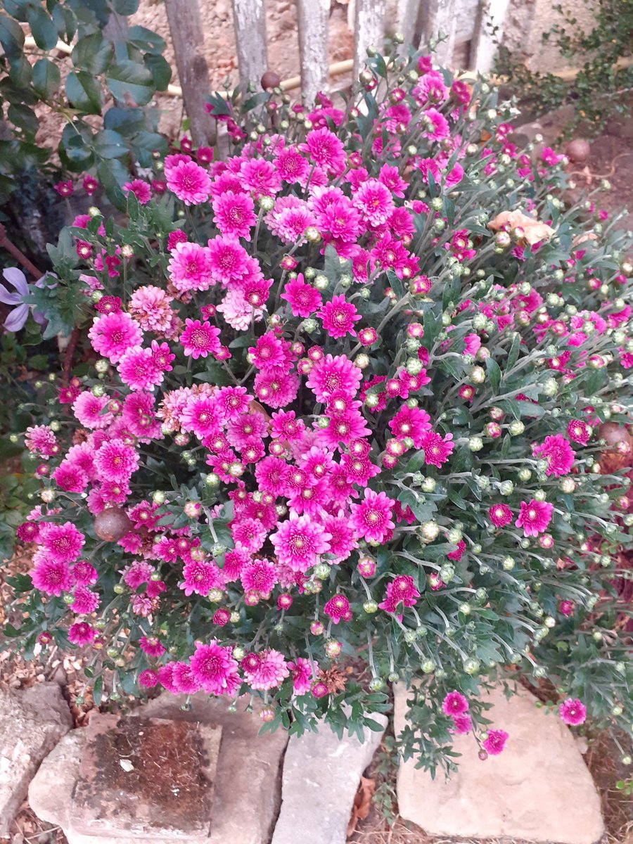 Belle journée en rose
