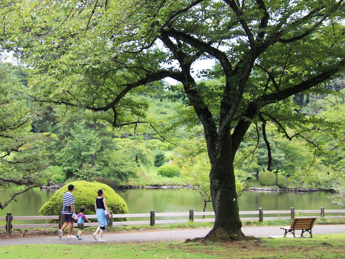 新宿御苑 自然情報 夏の時期は水辺の散策がおすすめ 特にレストハウス横の丘は 池を渡ってきた風が吹き抜けて気持ちがいいですよ しばらく水面を眺めていると 時折さざ波が立つのが見えて目にも涼し気です 水辺の特等席のベンチも空いていますよ