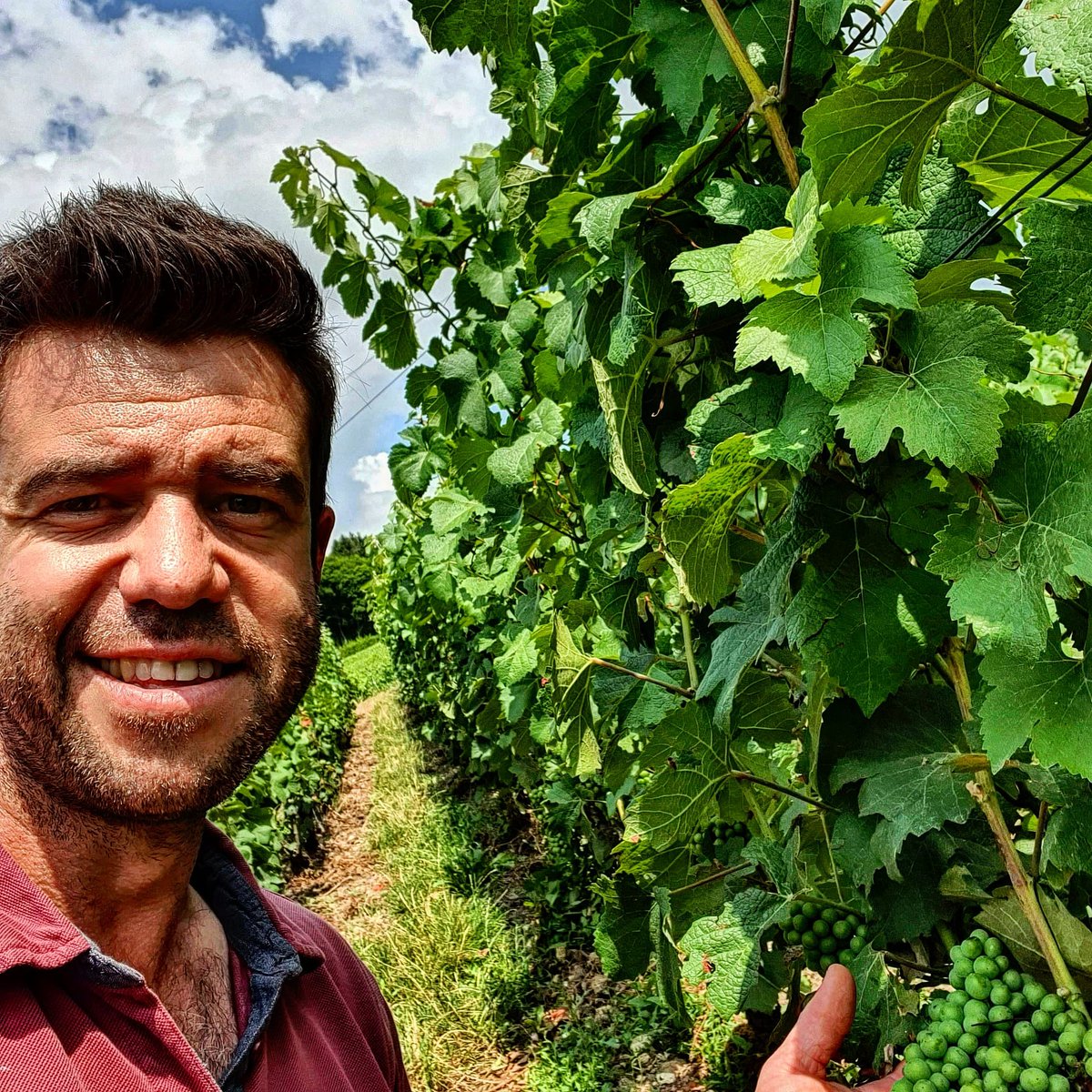 L'attente est immense mais : patience ... patience ... rdv dans un bon mois 😉
 2022 comme un air de renouveau 🧘‍♂️ 
.
#meunier #2022 #grandcrudebelval #landscape  #terroir #patience #harvest2022 #harvest #resilience #vigneron