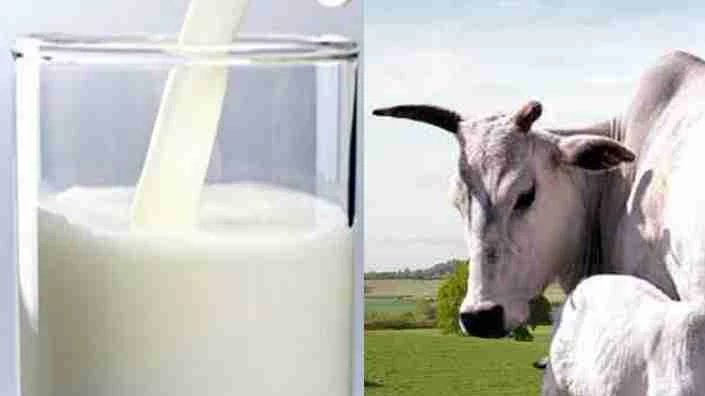 गाय का दूध पीता है इंडिया
तो वेट इंटर्न का स्टाइपेंड क्यो इतना?
We demand ₹18000 stipend
#Increase_Guj_Vet_Stipend
#Guj_vet_union
#Strike_for_18k_stipend
<a href="/PMOIndia/">PMO India</a> <a href="/CMOGuj/">CMO Gujarat</a>
<a href="/RaghavjiPatel/">Raghavji Patel</a> <a href="/sanghaviharsh/">Harsh Sanghavi</a>
<a href="/PRupala/">Parshottam Rupala</a> <a href="/KanuDesai180/">Kanu Desai</a>
@DivyaBhaskar
<a href="/sandeshnews/">Sandesh</a>