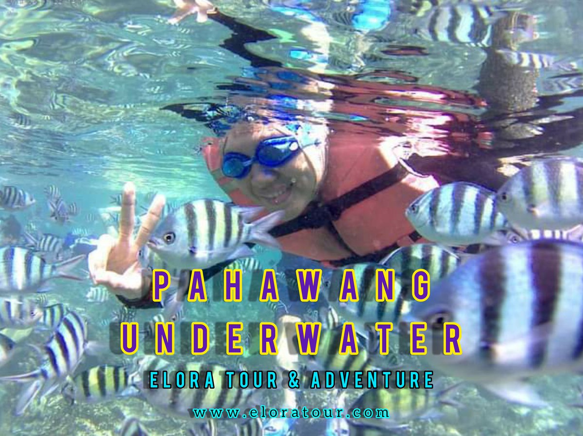 eloratour's tweet photo. Snorkeling di Pahawang - @eloratour
Kuy, nikmatin keindahan pantai, pulau dan alam bawah lautnya yang instagramabel 👍
#snorkeling  #snorkelingpahawang #pahawangunderwater 
ig @eloratour
Elora Tour &amp; Adventure
ig @eloratour
wa 0813 6919 1990
#eloratour #jualpakettour https://t.co/ByQovHtpfr