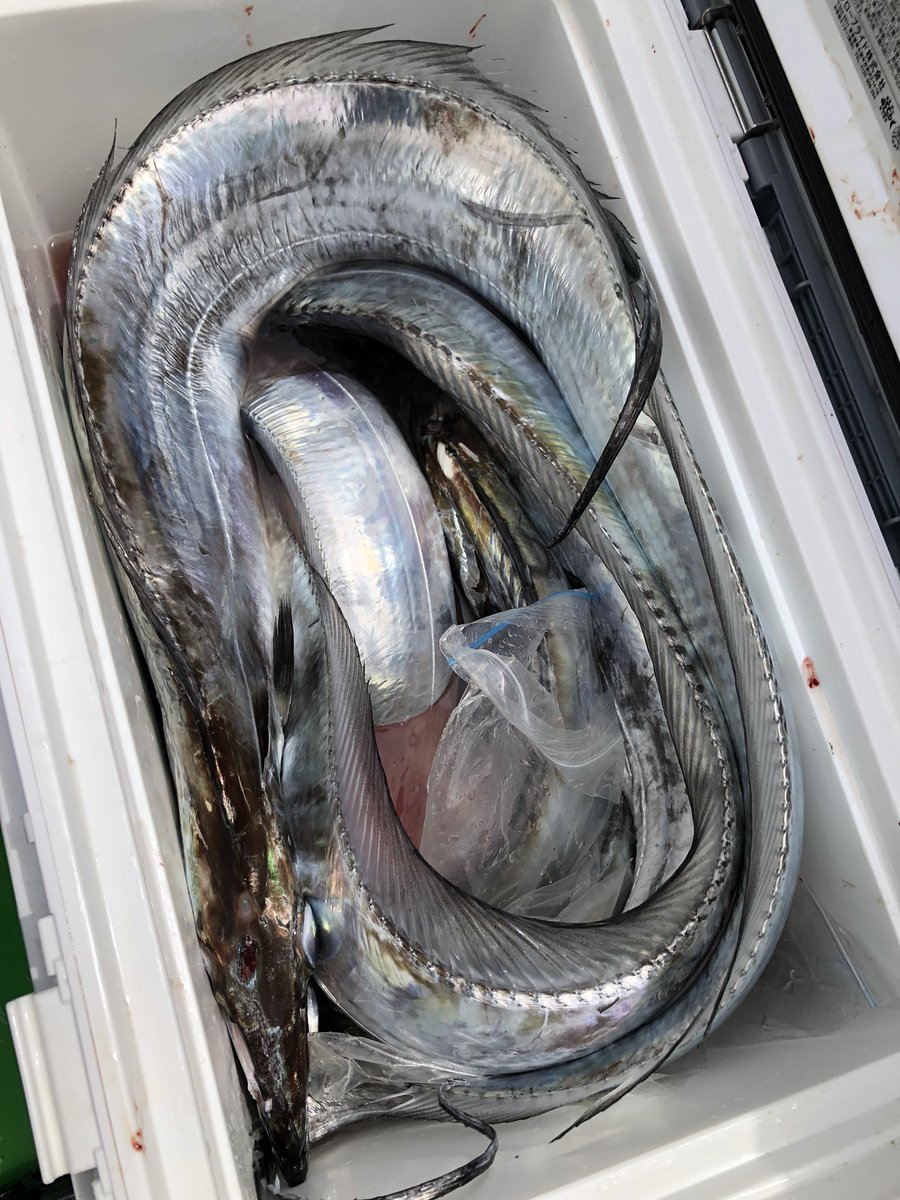 終わりましたー。
入魂どころか最高記録15本。
竿の力は偉大でした😵
(バラシは10本以上あるので…)
初めていなの丸の船長にも話しかけてもらえて嬉しかったー。