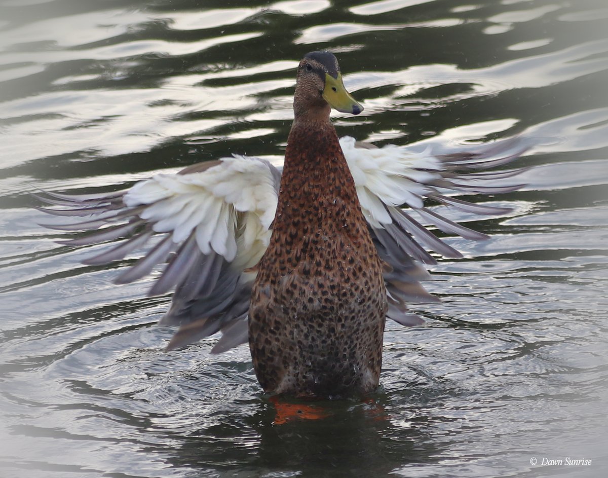 DawnSunrise1's tweet photo. Spread your wings and flap away!
29.07.22
#ThePhotoHour #Thephotohour #wingflap #duck https://t.co/1oF6w2zkJX
