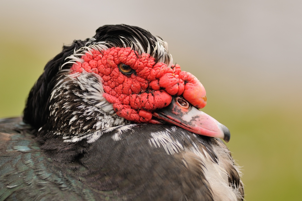 yellow_nfts's tweet photo. Muscovy Duck 
#nft #photography #digitalphotography #bird #feathers #portrait #portraitseries #wildlife #birding #birdphotography #wildlifephotography #birdwatching #birdstagram https://t.co/8ibxLTTVpe