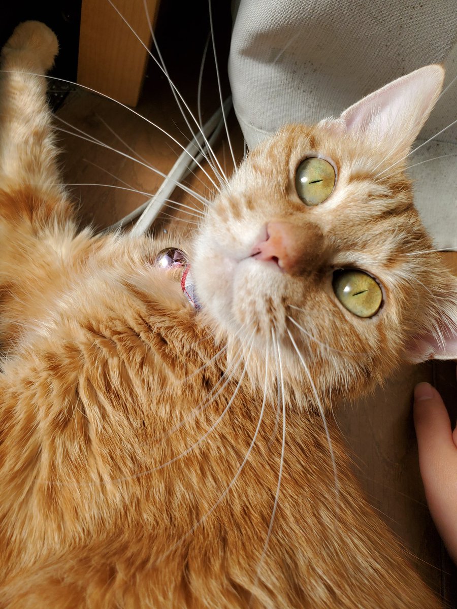 #猫好きさんと繋がりたい 
おはようございます☀