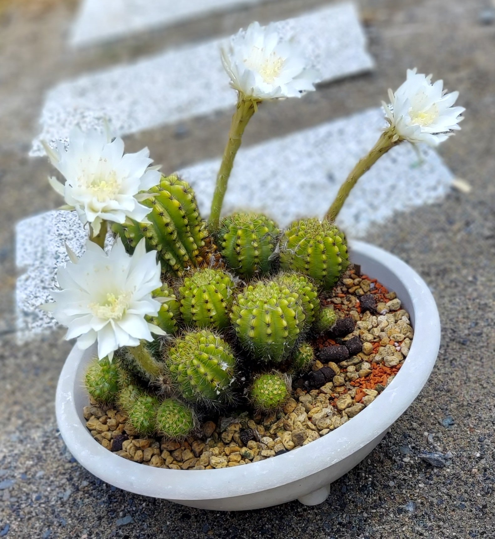 ぽて W サボテンの花が綺麗に咲きました 毎回1 2輪咲いていたのが今回は4輪も 夜咲く花 なので写真を撮った頃には萎みかけてたけど それでも綺麗な白い花でした 次も綺麗に咲き誇れますように サボテン カクタス Cactus サボテンの花