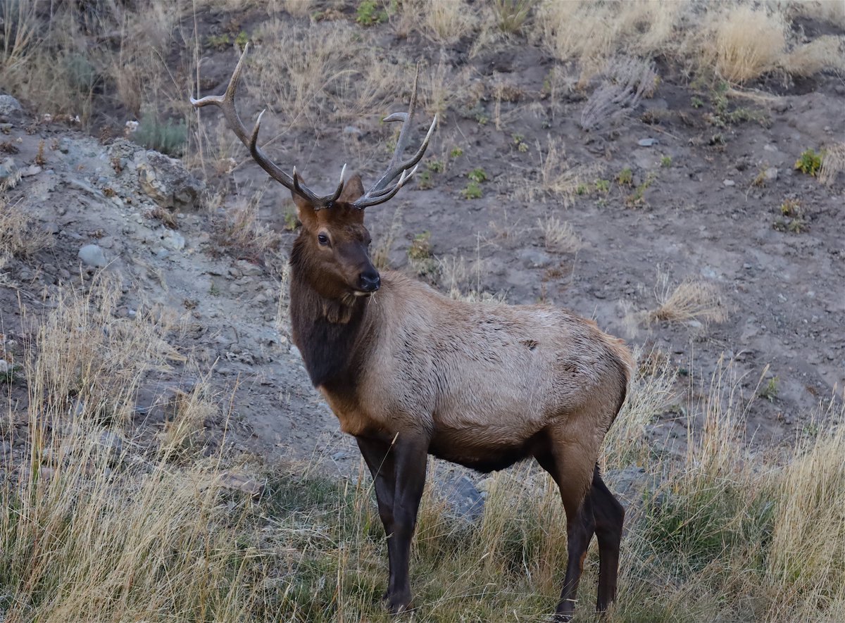 All our public lands should be managed like the NPS manages the park. Wildlife should be allowed to recover and industry shouldn't be allowed to control wildlife or resources.