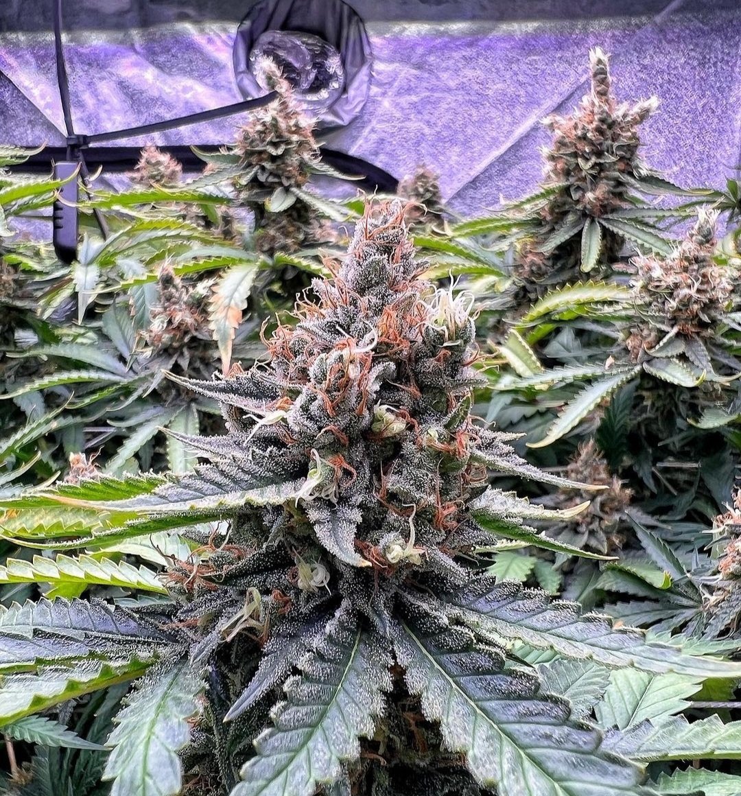 If you havent grabbed our new cannabis seeds that we recently dropped on our website then your definately missing out! The feedback we've been getting is crazy! We have less then 10 packs of each so first come first serve!
🌱
 Heavy yields, perfect vigor, and beautiful flower!