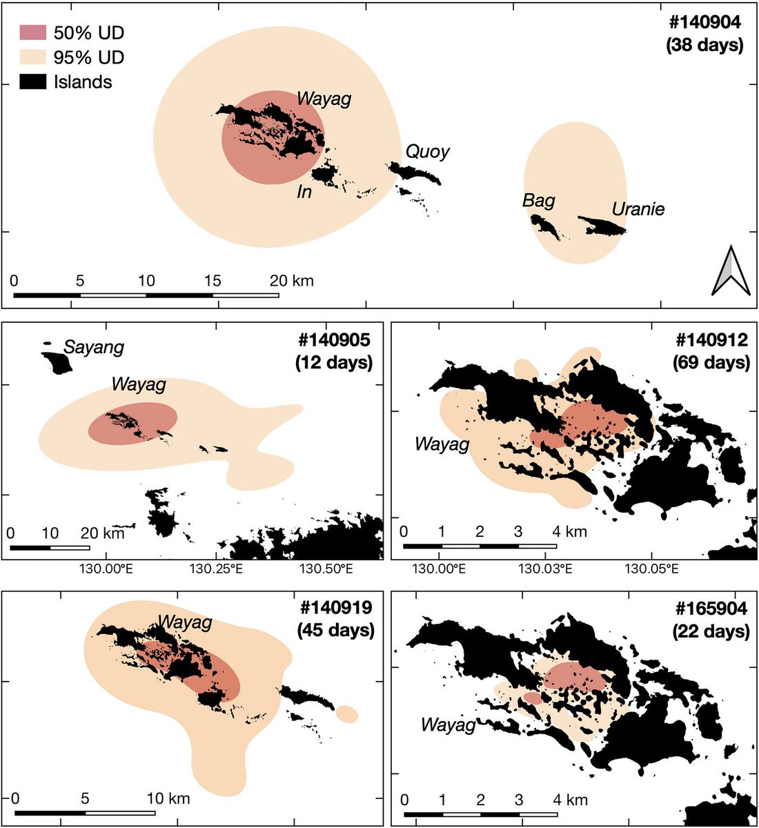 Recently published data: Edy Setyawan and colleagues use #animaltracking and resightings to document and protect a #mantaray nursery in Indonesia. doi.org/10.3389/fmars.…