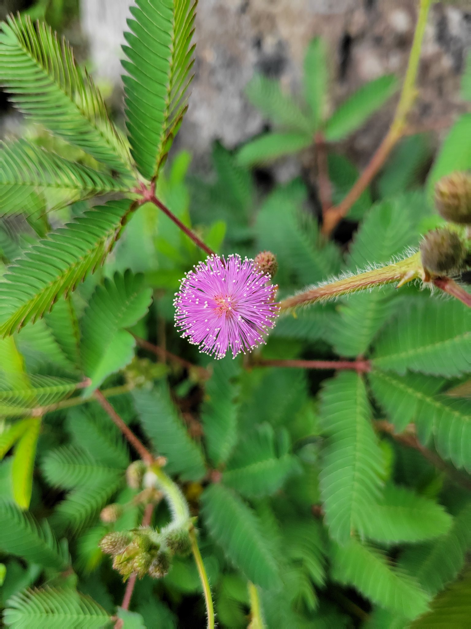 銀龍 お花 オジギソウの花が次々咲き始めました かわいい おじぎそう Flowers がんばれ T Co Coxl8quvcu Twitter