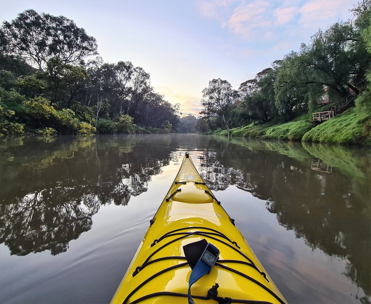 TimEntwisle's tweet photo. Out on the (Birrarung/Yarra) river this morning. I'll post another, with more of the yellow blossomed silver wattle, in a moment... Lovely time of year this sprinter. #spinter #not #winter #Acaciadealbata #kayaking https://t.co/QbI8Xm87ew