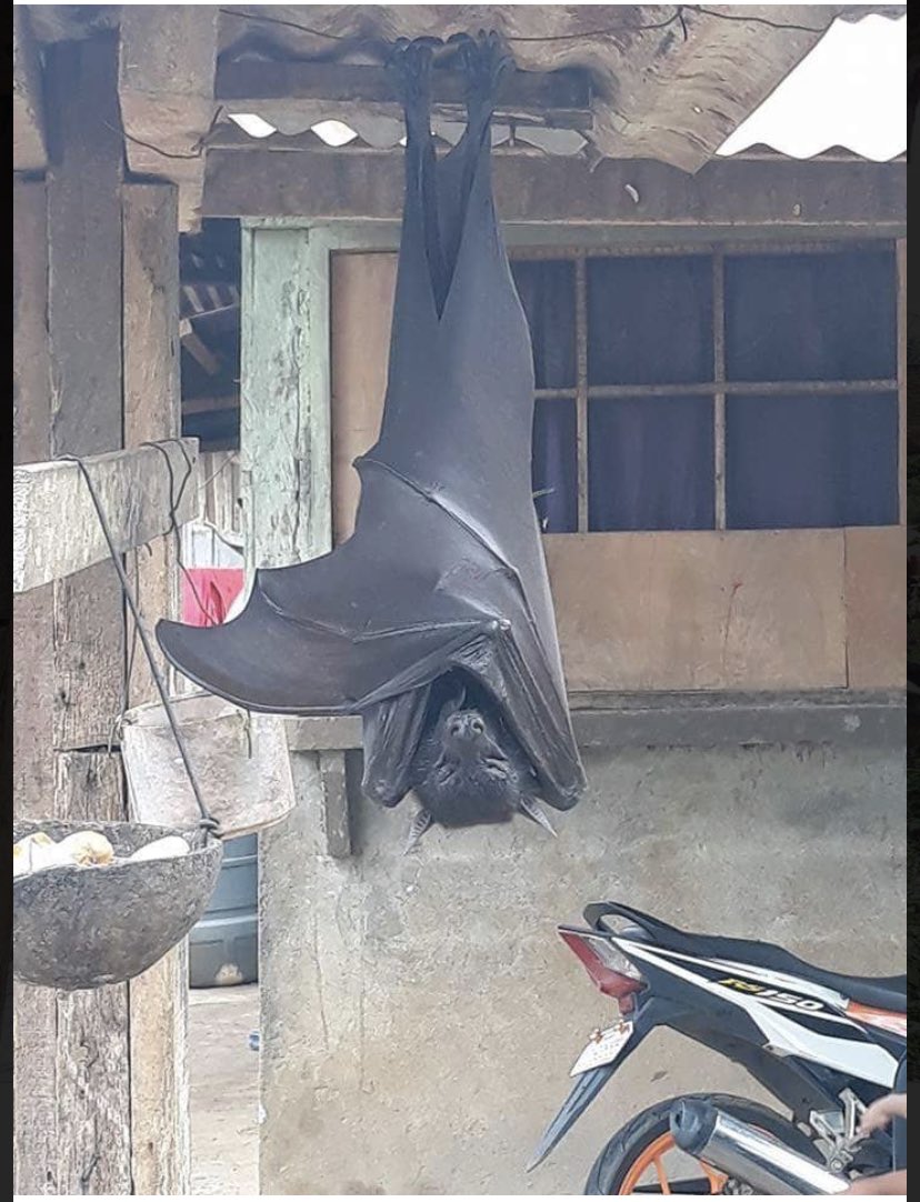 C_Gotmytan's tweet photo. Fun fact of the day: the Philippines 🇵🇭 has the largest bats &amp; the 2nd smallest “monkeys” in the world. The megabat, aka giant golden-crowned flying fox, has a wingspan of 5+ft wide who eat fruits! The tarsier monkey fits in your hand. 💕 #GiantBat #Bats #SmallMonkey #Tarsier https://t.co/96yUZqDHI3