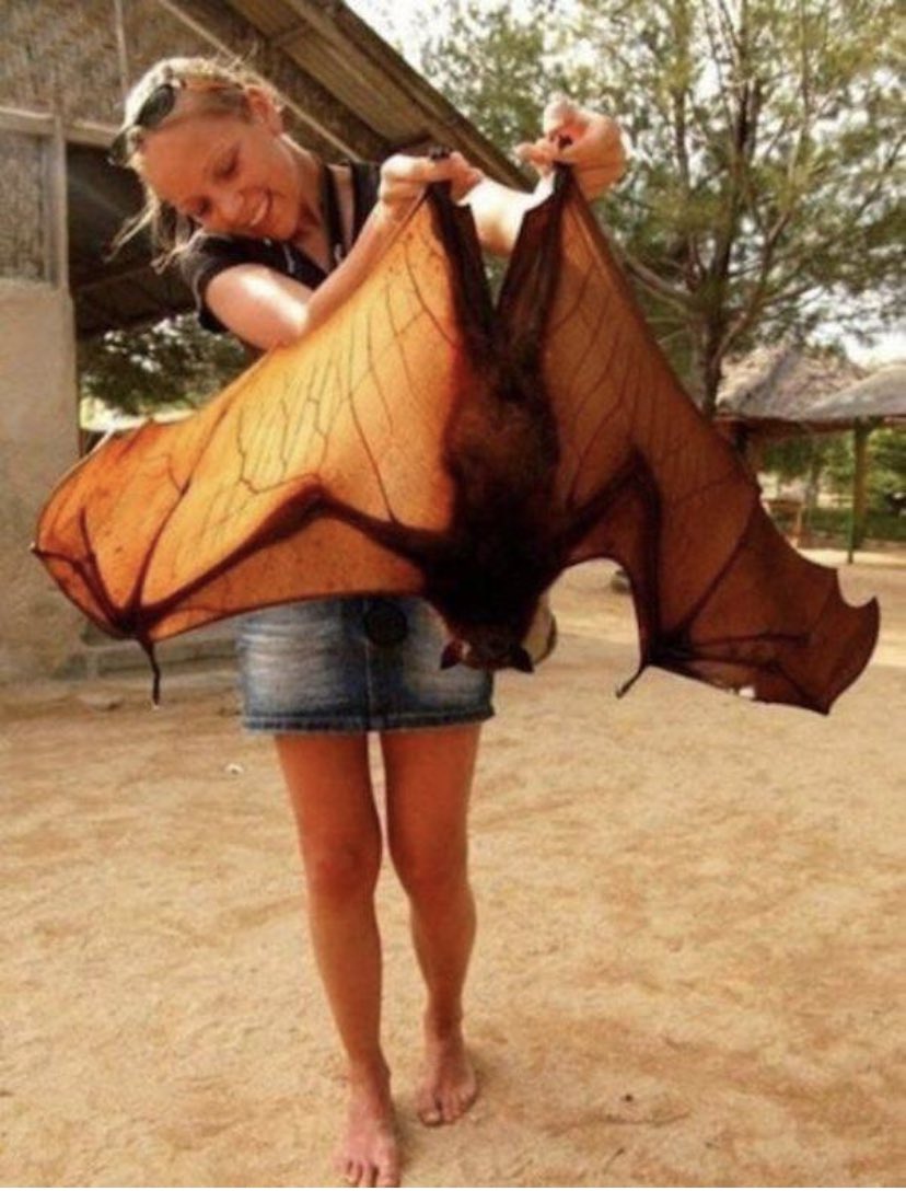 C_Gotmytan's tweet photo. Fun fact of the day: the Philippines 🇵🇭 has the largest bats &amp; the 2nd smallest “monkeys” in the world. The megabat, aka giant golden-crowned flying fox, has a wingspan of 5+ft wide who eat fruits! The tarsier monkey fits in your hand. 💕 #GiantBat #Bats #SmallMonkey #Tarsier https://t.co/96yUZqDHI3