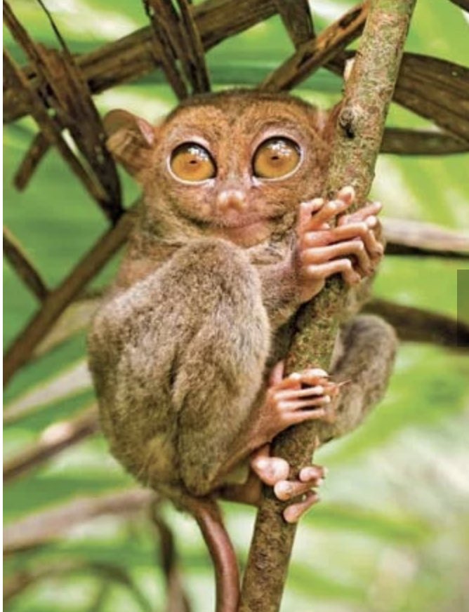 C_Gotmytan's tweet photo. Fun fact of the day: the Philippines 🇵🇭 has the largest bats &amp; the 2nd smallest “monkeys” in the world. The megabat, aka giant golden-crowned flying fox, has a wingspan of 5+ft wide who eat fruits! The tarsier monkey fits in your hand. 💕 #GiantBat #Bats #SmallMonkey #Tarsier https://t.co/96yUZqDHI3