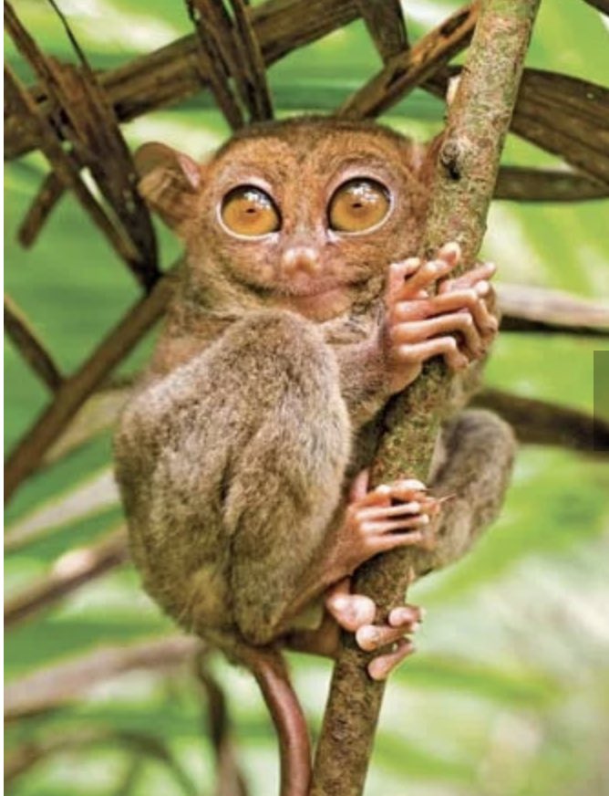 Fun fact of the day: the Philippines 🇵🇭 has the largest bats & the 2nd smallest “monkeys” in the world. The megabat, aka giant golden-crowned flying fox, has a wingspan of 5+ft wide who eat fruits! The tarsier monkey fits in your hand. 💕 #GiantBat #Bats #SmallMonkey #Tarsier