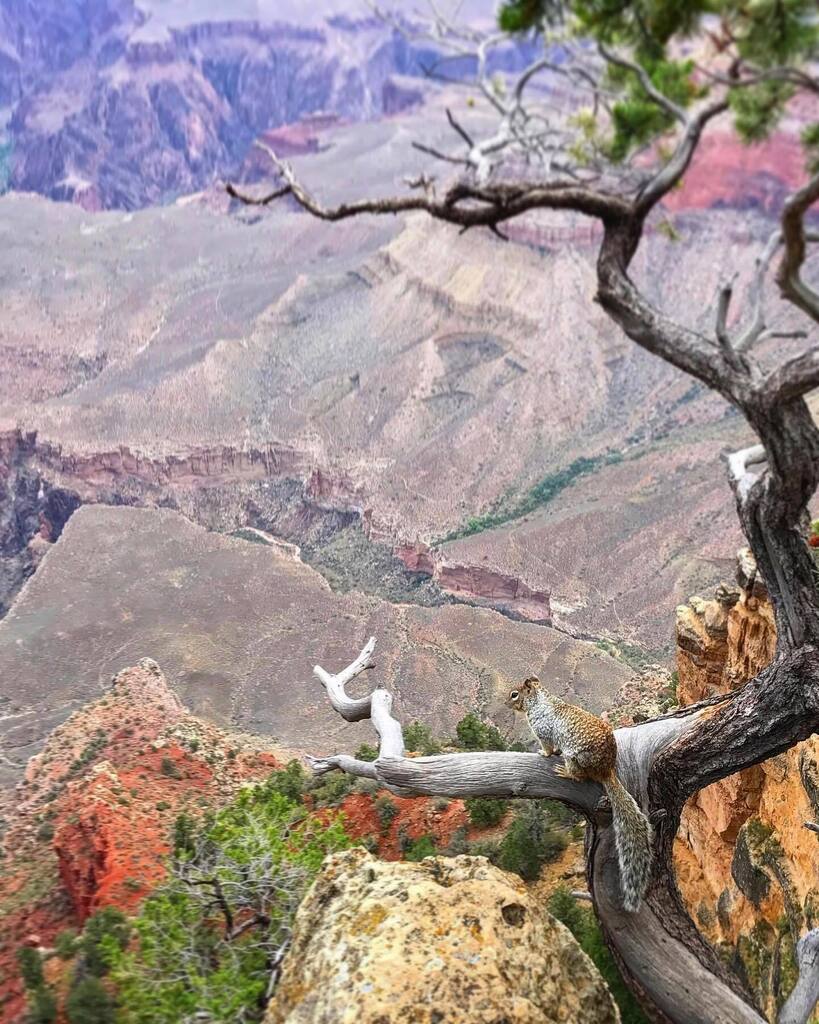 NateLoper's tweet photo. In dreams, he is a flying squirrel.
#GrandCanyon #squirrel #flyingsquirrel #arizona #arizonaguide #animal #cute #canyon #landscape #desert #vacation #travel #flagstaff https://t.co/2W3CV9ZmH1