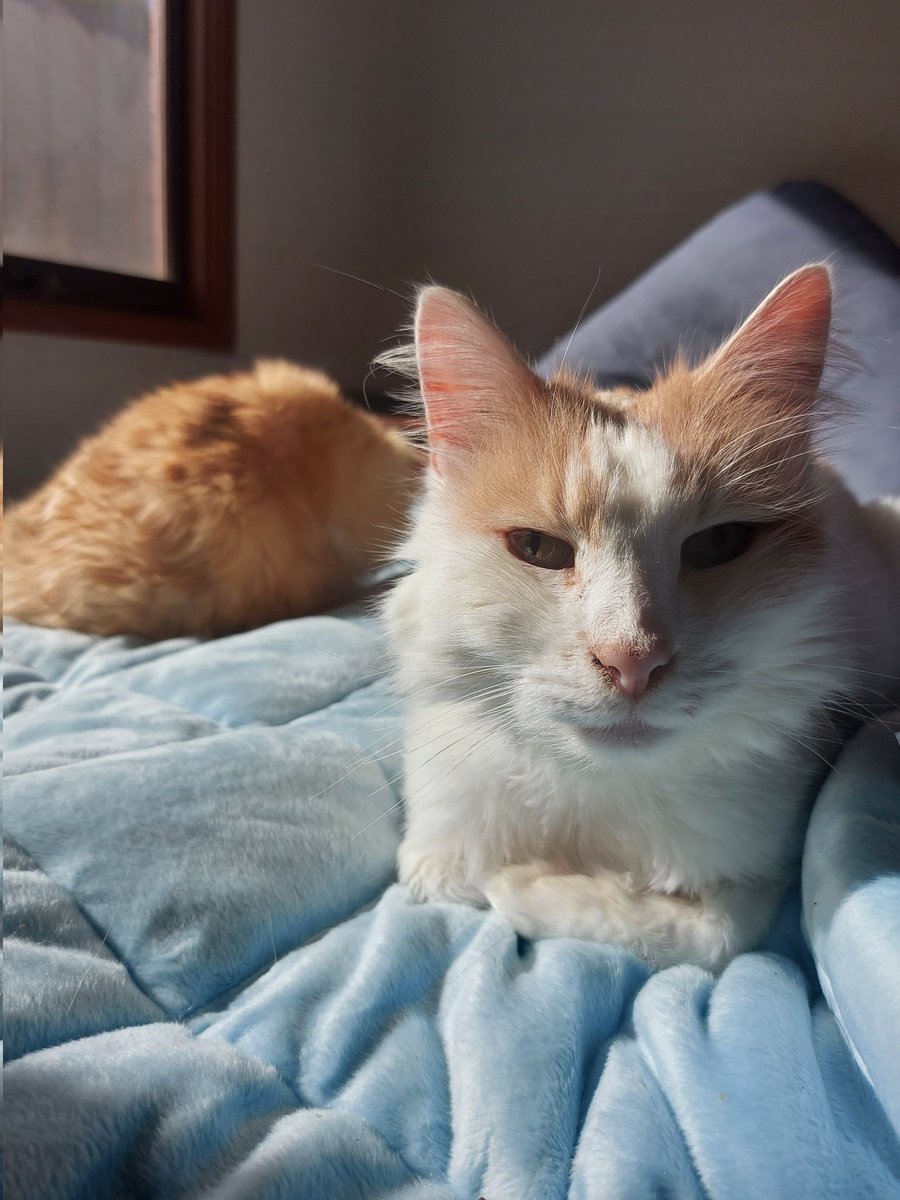fluffy_fam's tweet photo. When dat beam hittin mine John fluff juss right. ๐ #Caturday #CatsOfTwitter #CatsOnTwitter #SunPuddleSaturday #cats https://t.co/CCHx5qGZV8