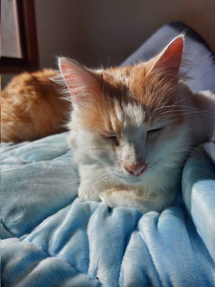 fluffy_fam's tweet photo. When dat beam hittin mine John fluff juss right. ๐ #Caturday #CatsOfTwitter #CatsOnTwitter #SunPuddleSaturday #cats https://t.co/CCHx5qGZV8
