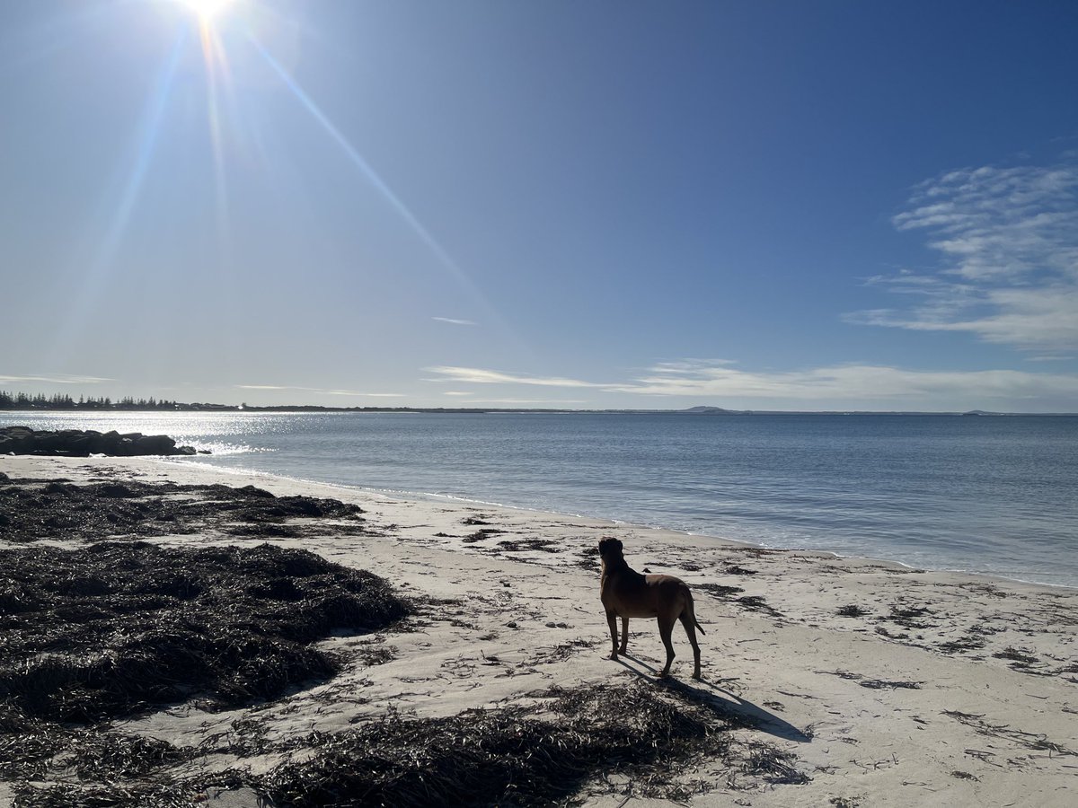 Big Dog enjoying a walk on the beach. Quite after the strong winds during the week.