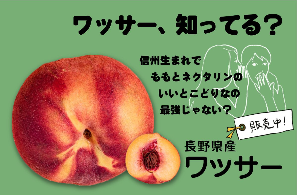 noukachokubai's tweet photo. 知る人ぞ知る！
桃とネクタリンのかけ合わせフルーツ"ワッサー"絶賛販売中！本当に美味しいです！この時期にしか食べられません…

https://t.co/3eqqvR4h6l

#長野 #ワッサー #桃 #夏 #贈り物 https://t.co/QXbS3hspWG