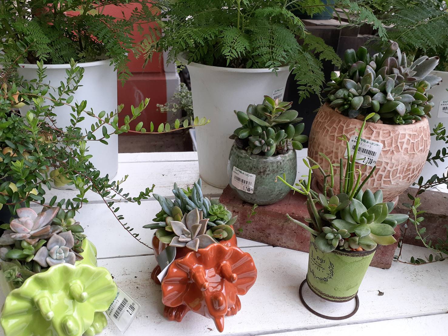 株式会社水芳園芸 8月7日 日曜日 夏休み第二段 寄せ植え王子こと富田英明先生の寄せ植え教室を ロイヤルホームセンター 横浜四季の森店内花売り場にて開催いたします 今回は多肉植物の寄せ植えです 勿論 お花の寄せ植えも大丈夫です 寄せ植え