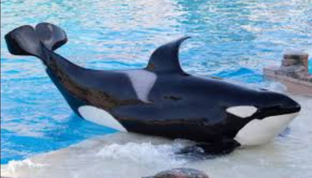 Casey_Pup's tweet photo. Nakai has passed away at SeaWorld San Diego. Sad he never got to taste freedom. Rest in peace Nakai. https://t.co/YYtWRaTtSJ