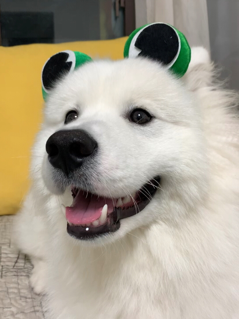 emartus_inc's tweet photo. Samoyed smile can heal the heart
#samoyed #dog #pet #FridayFeeling #thoughts #EMARTUS #cutepets #PhotoOfTheDay https://t.co/fF3cQsG7dx