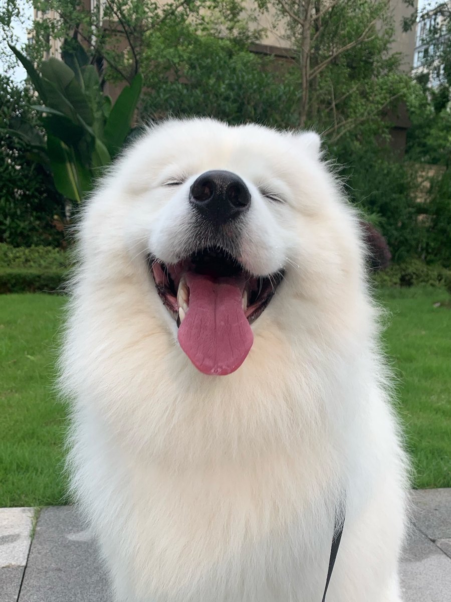 emartus_inc's tweet photo. Samoyed smile can heal the heart
#samoyed #dog #pet #FridayFeeling #thoughts #EMARTUS #cutepets #PhotoOfTheDay https://t.co/fF3cQsG7dx