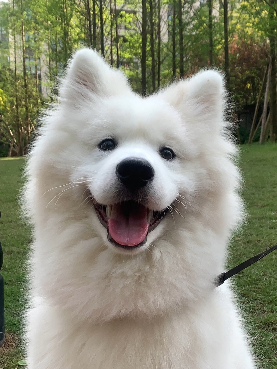 emartus_inc's tweet photo. Samoyed smile can heal the heart
#samoyed #dog #pet #FridayFeeling #thoughts #EMARTUS #cutepets #PhotoOfTheDay https://t.co/fF3cQsG7dx