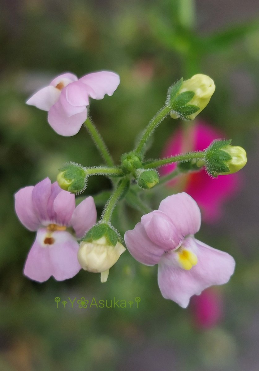 yumeasutw's tweet photo. 空一面グレーのエアコン要らずの涼しい土曜日の朝☁️
再び #ネメシア が花を咲かせてくれました🌺

予想最高/最低気温🌡️29℃/21℃
曇り時々晴れ☁️/☀️
雲が多いものの日中は薄日が差しそうです。

#空の名前
#雲の教室
#天気の図鑑 #雲友
#高層雲 #曇り空
#庭花 #花 #Flower
#a2022 #a0806 #a202208 https://t.co/5X0P2j4vUZ