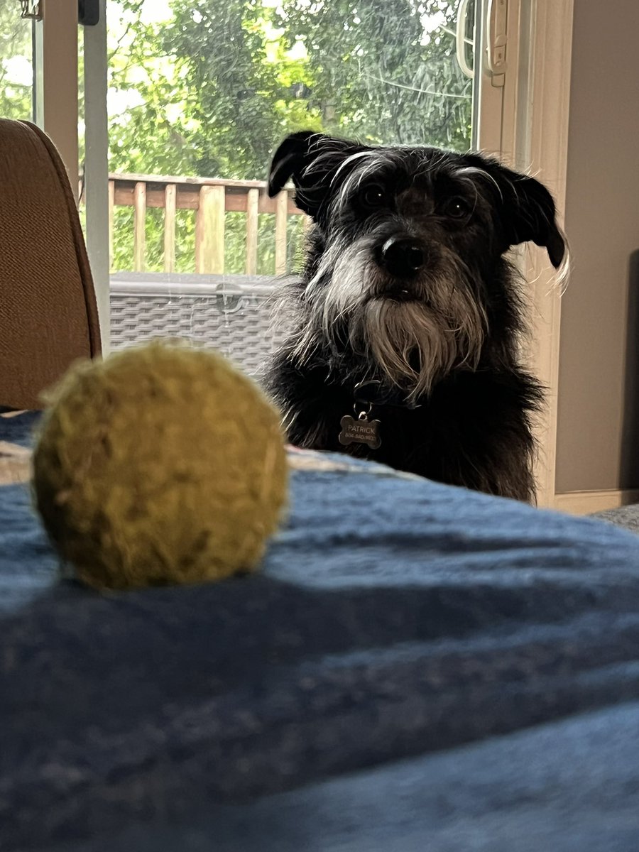RVA4n6's tweet photo. Friday morning, Sully says, “Dad, don’t go to work. Stay here and throw the ball with me!”
Heartbroken ❤️🩹
I work so my dog can have a better life 😂
#sullysocks #doglove #BestFriend #dfir https://t.co/36tN3Bfc4r