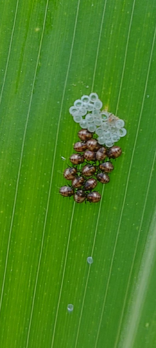 MHGrahamFarms's tweet photo. The only egg mass I found while scouting field corn today.
@TraceyBaute what am I looking at here?
Tx https://t.co/ikBgiG8GZZ
