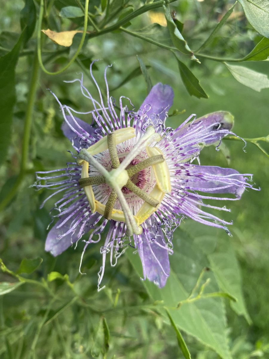 SHFOXSH's tweet photo. Passionflower ๐ itโs may pop season! These things grow on everything. #passionflower #maypop #wildflower #edibleplants #nature https://t.co/HiIqE987Re