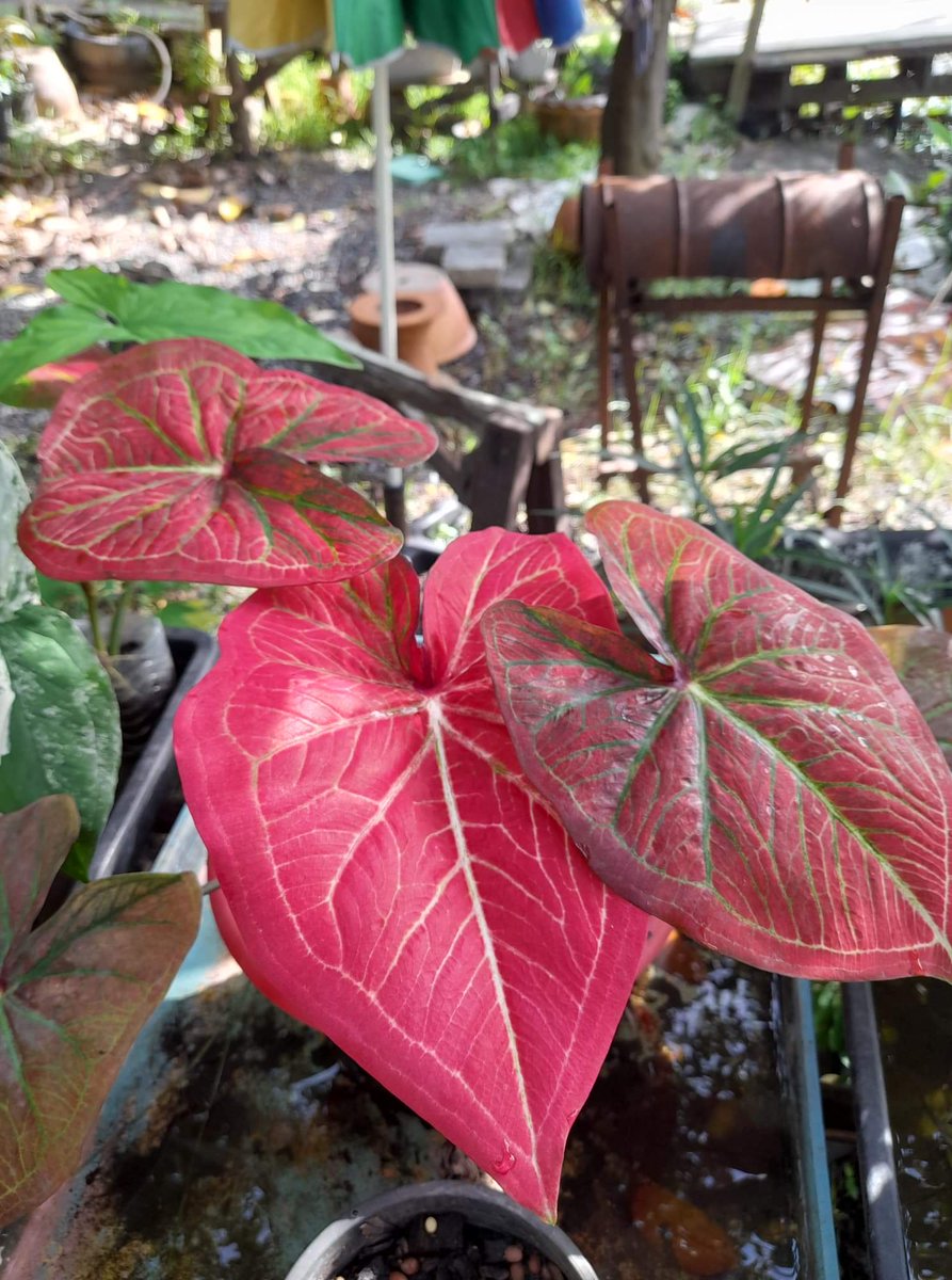 Nature is beautiful. No need to dress up a lot 🌞🌱

#Caladiumbicolor #plan #houseplants
#thailand #thailand🇹🇭 #thai