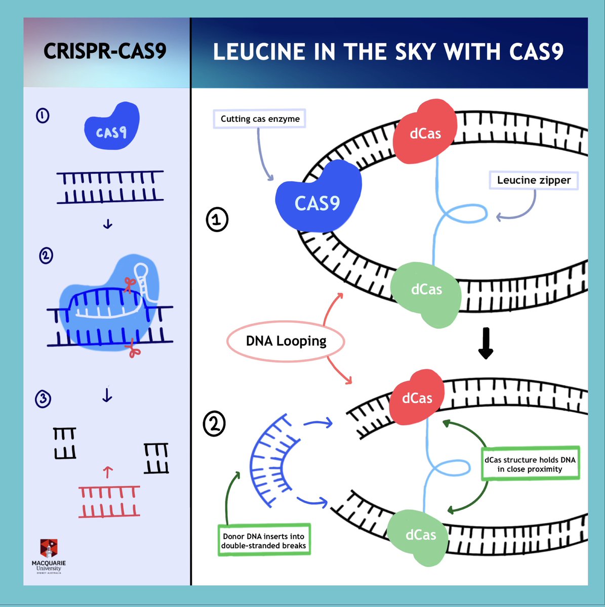 mqsynbioteam's tweet photo. Our project uses dCas enzymes linked by a leucine zipper to hold DNA in a loop &amp; in close proximity when #CRISPR-#Cas9 cuts into it. 
Why? To increase homology directed repair efficiency in DNA. 
Confused? DW we’ll keep you in the “loop”🧬
#synbio #STEM 
#MQ #macquarieuniversity https://t.co/QU9KopzNXh