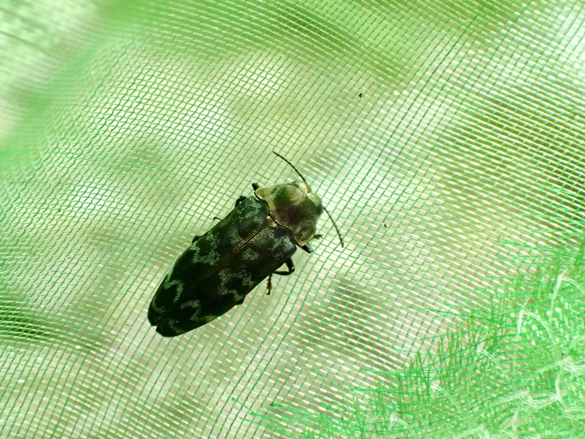 ルイスナカボソタマムシ