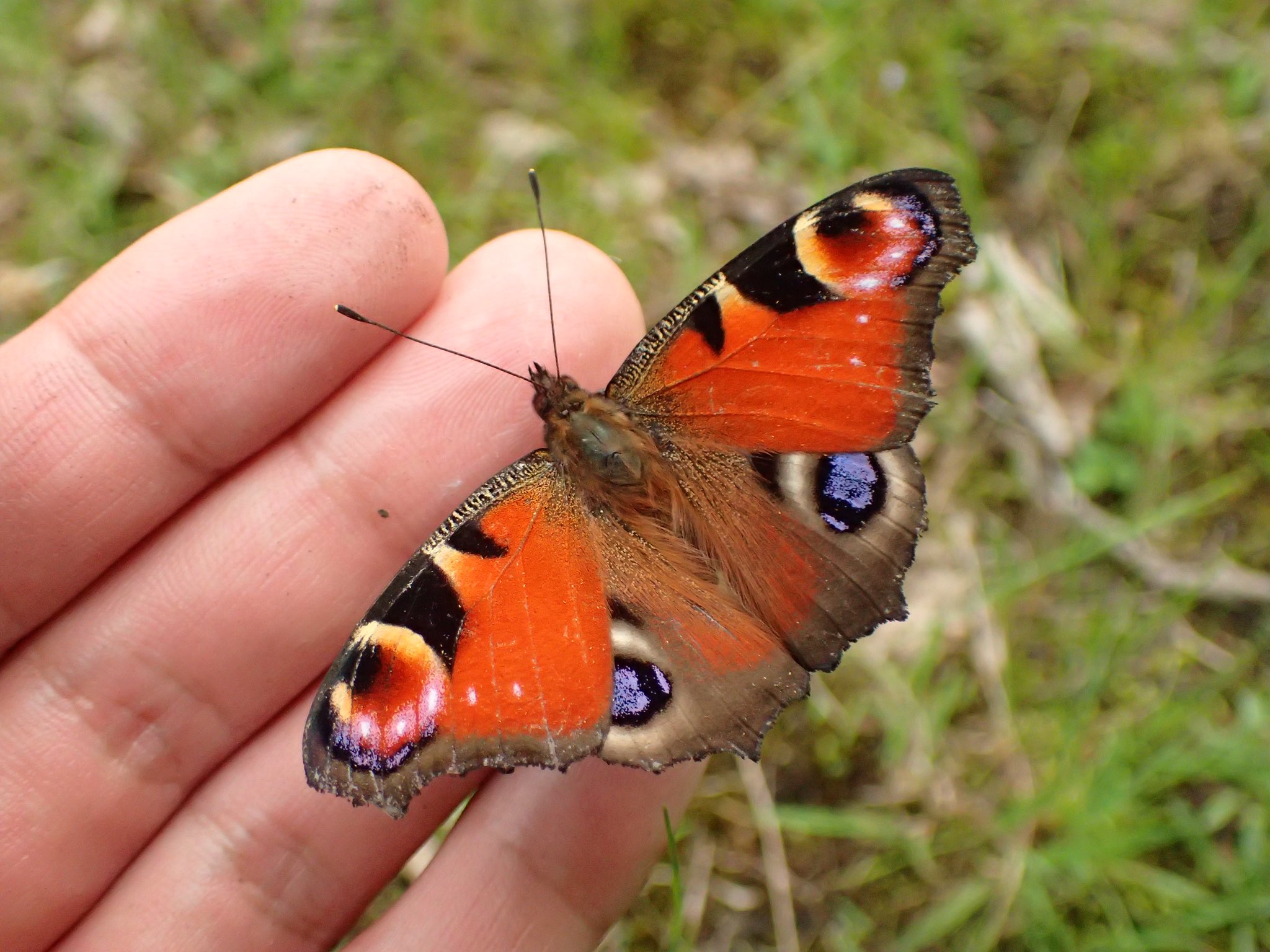 クジャクチョウ