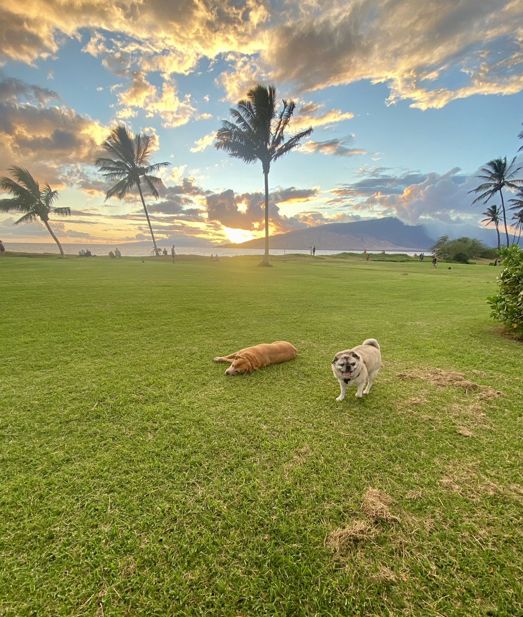 Frank and Lucy #mauisunset #pugs #DogsofTwittter