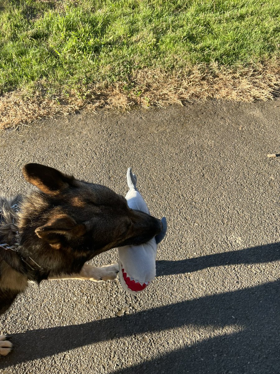 K9_Khan_retired's tweet photo. I found a thing. And it reminded me of a fun movie
“Smile you sunova….” #landshark #murderdog https://t.co/Q4hI3o0Emb