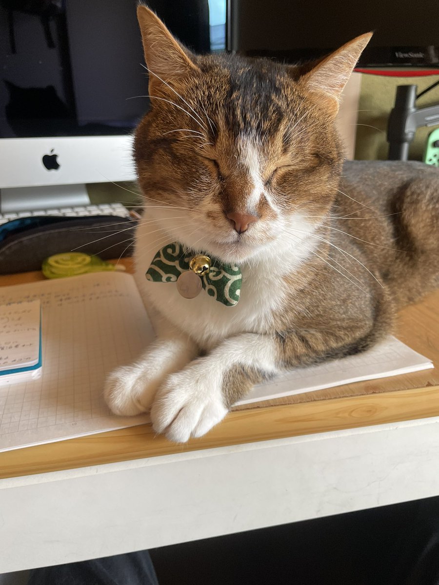 0815pal's tweet photo. 勉強して欲しくない猫 https://t.co/0Waf3RipOG