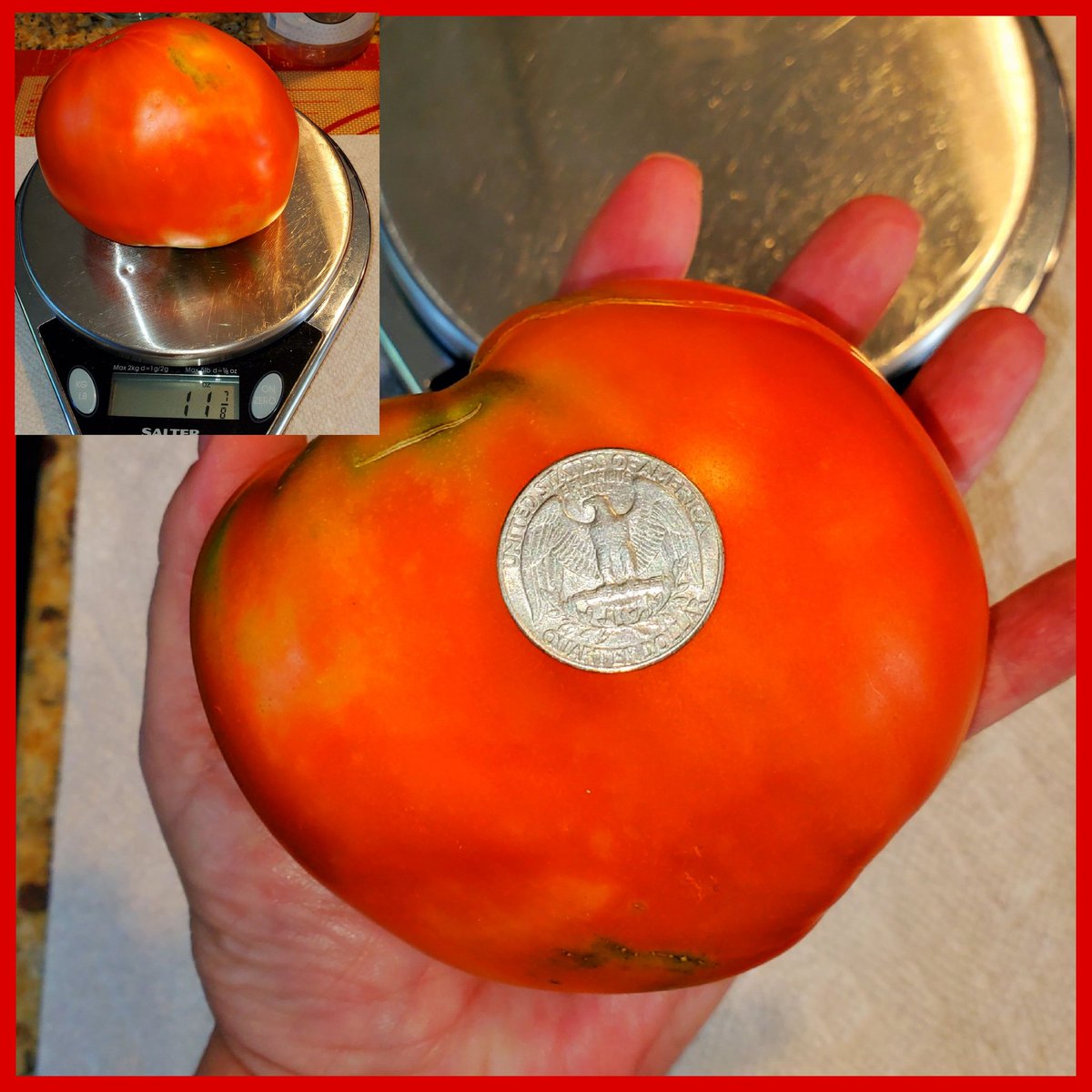 Atheen_'s tweet photo. Today's #tomato harvest 3.7 lbs. 🍅😍
#DeckGardening
#ContainersPlanting #ContainersGardening # https://t.co/1wZFOztOMQ