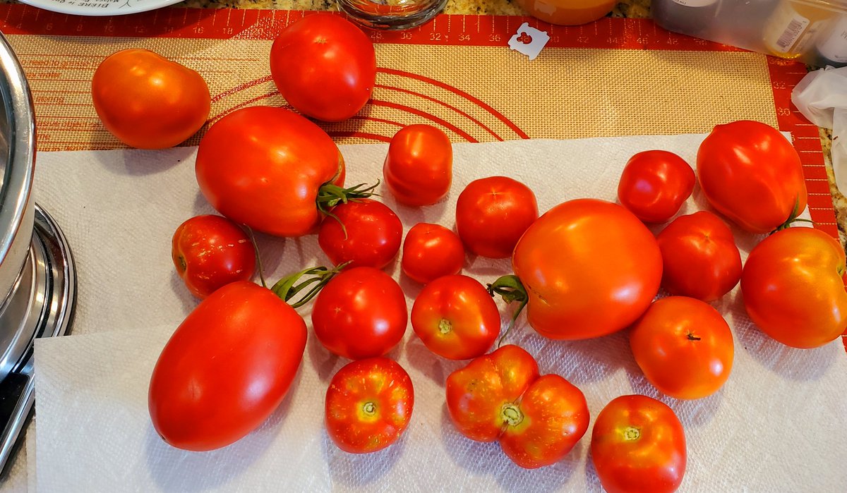 Atheen_'s tweet photo. Yesterday's #tomato harvest, 4lbs. 🍅😍
#DeckGardening
#ContainersPlanting #ContainersGardening # https://t.co/Fva9njRFbY